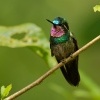 Kolibrik fialovohrdly - Lampornis calolaemus - Purple-throated Mountain-gem 5038